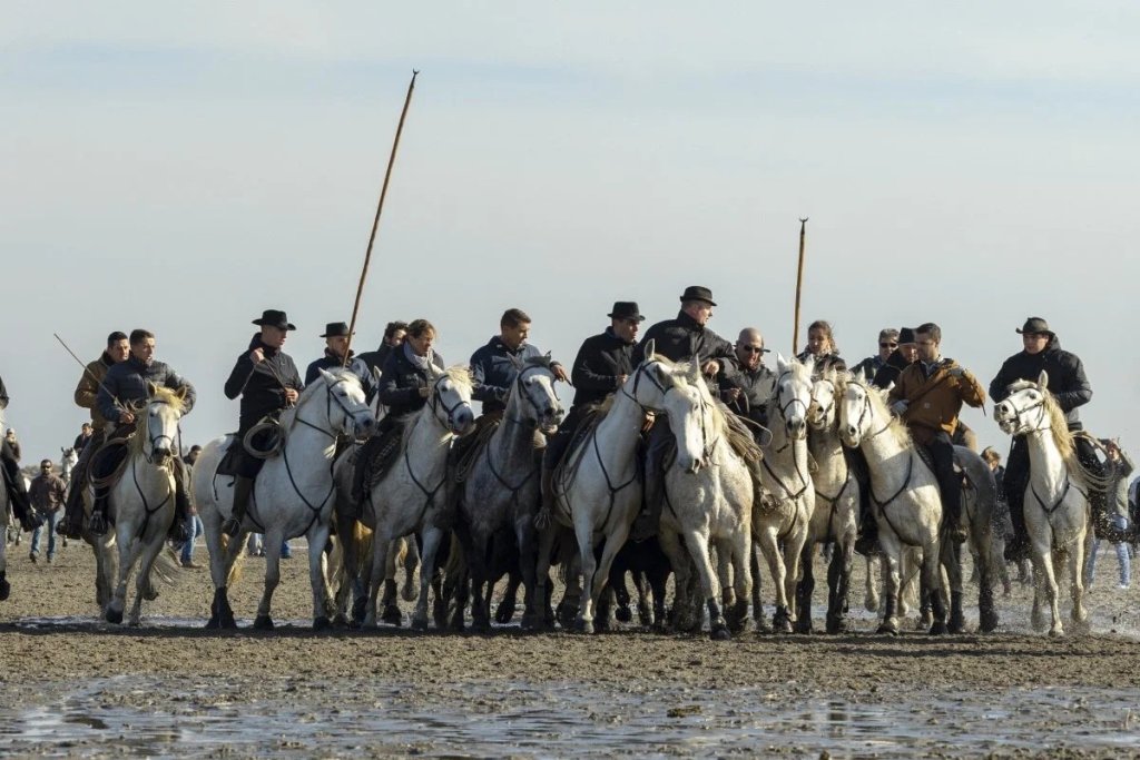 Le Festival d'Abrivado en Novembre.
