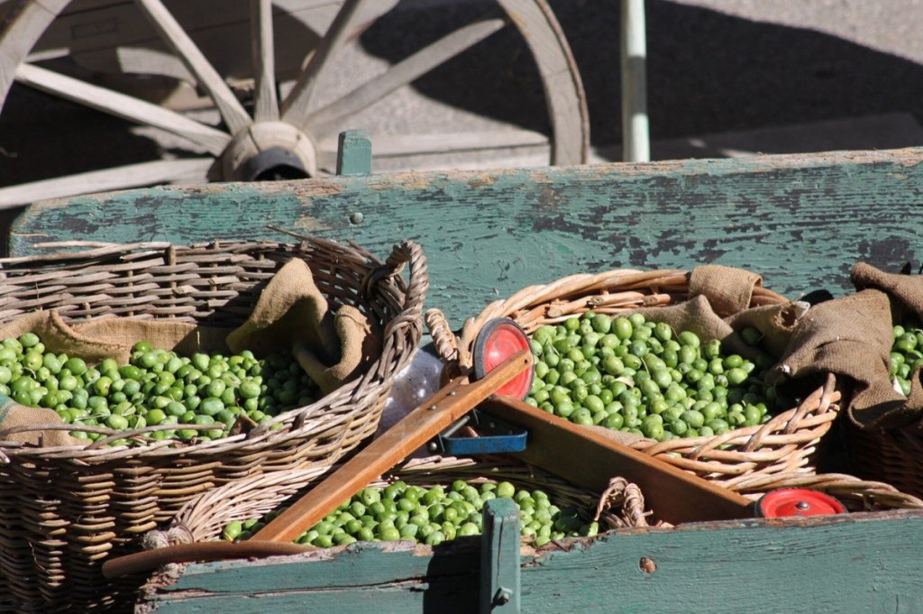 Olives vertes de Mouri&egrave;s.