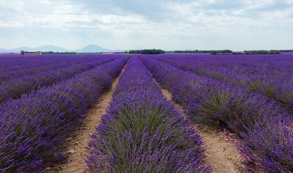 Champs de lavande &agrave; Valensole.