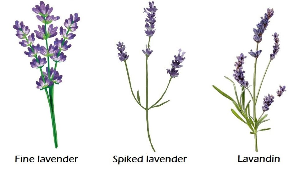 Lavender varieties in Provence.