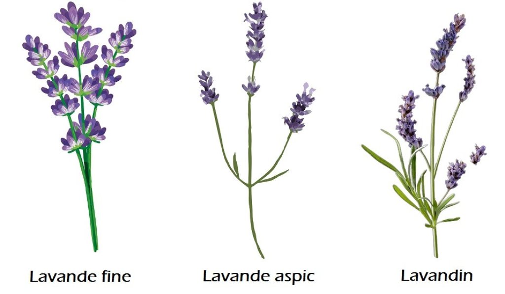 Les vari&eacute;t&eacute;s de Lavande en Provence.