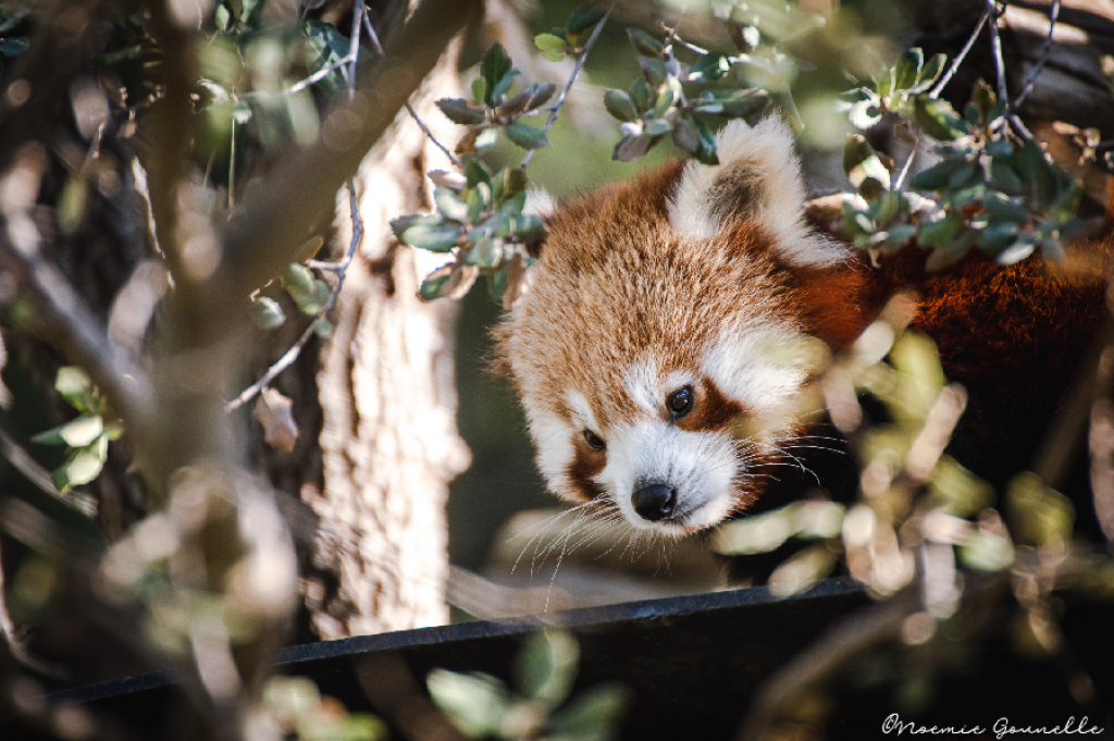 Panda roux au zoo de La Barben.