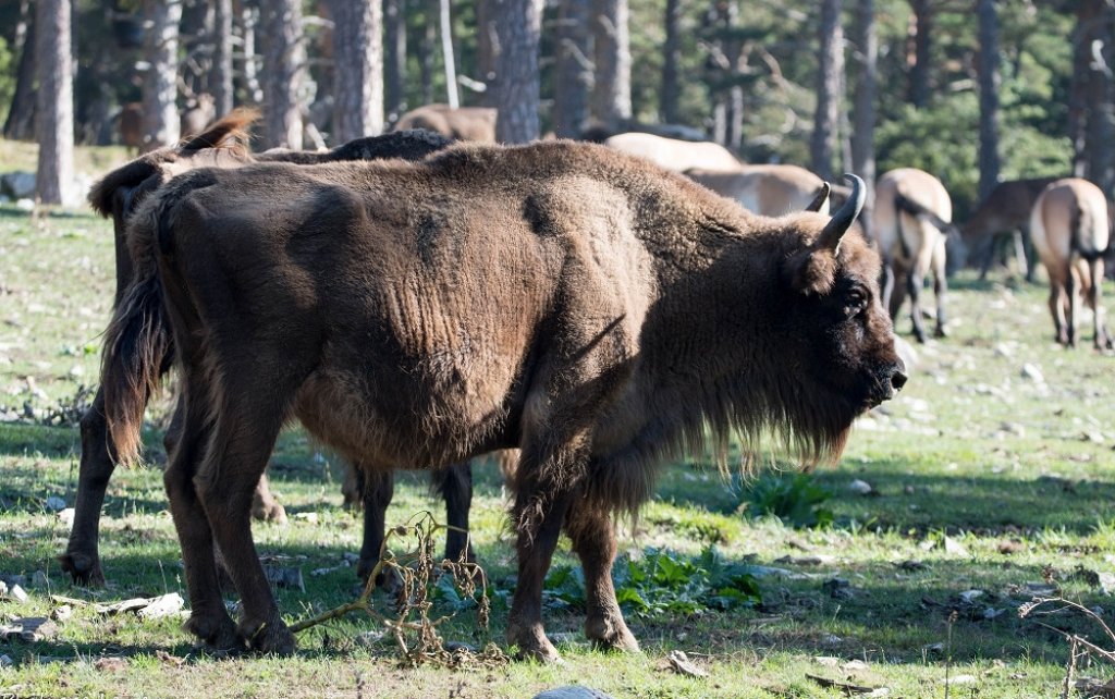 R&eacute;serve des Monts d'Azur &agrave; Andon.
