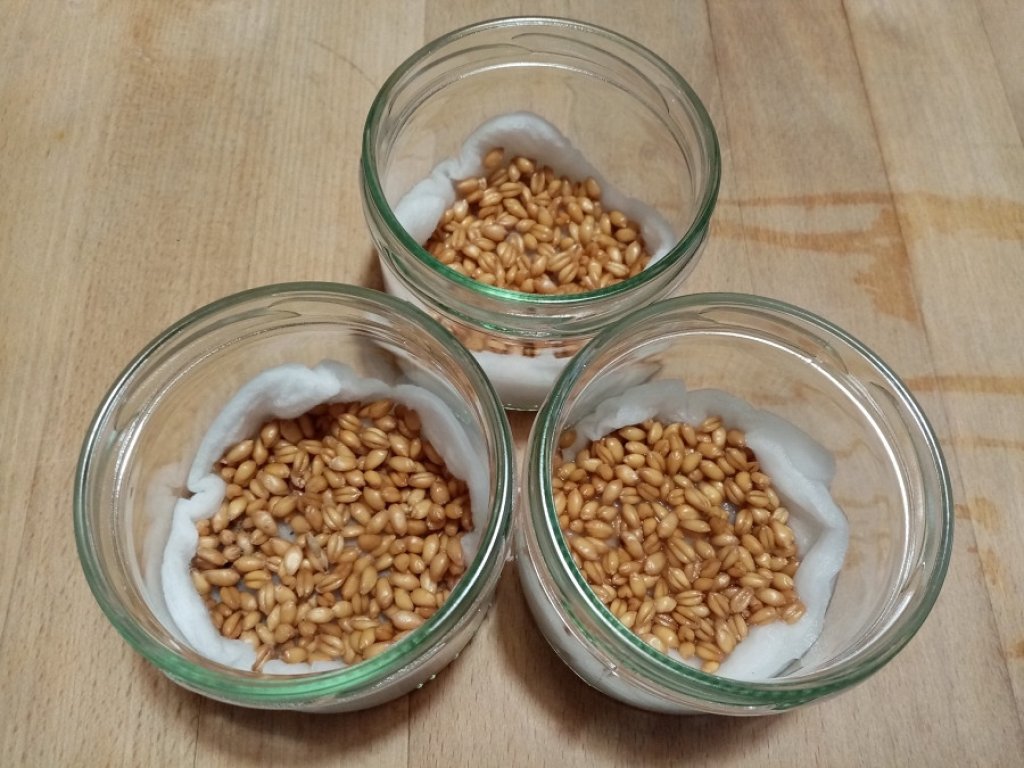 Du coton pour faire germer le bl&eacute;.