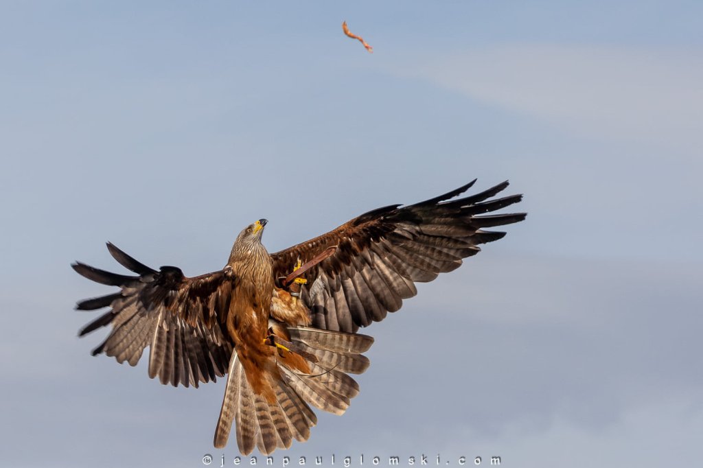 Spectacle d'oiseaux &agrave; La Barben.