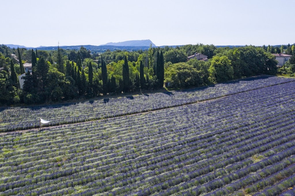 Domaine lavande Terre Ugo.