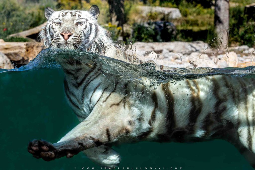 Tigre au zoo de La Barben.