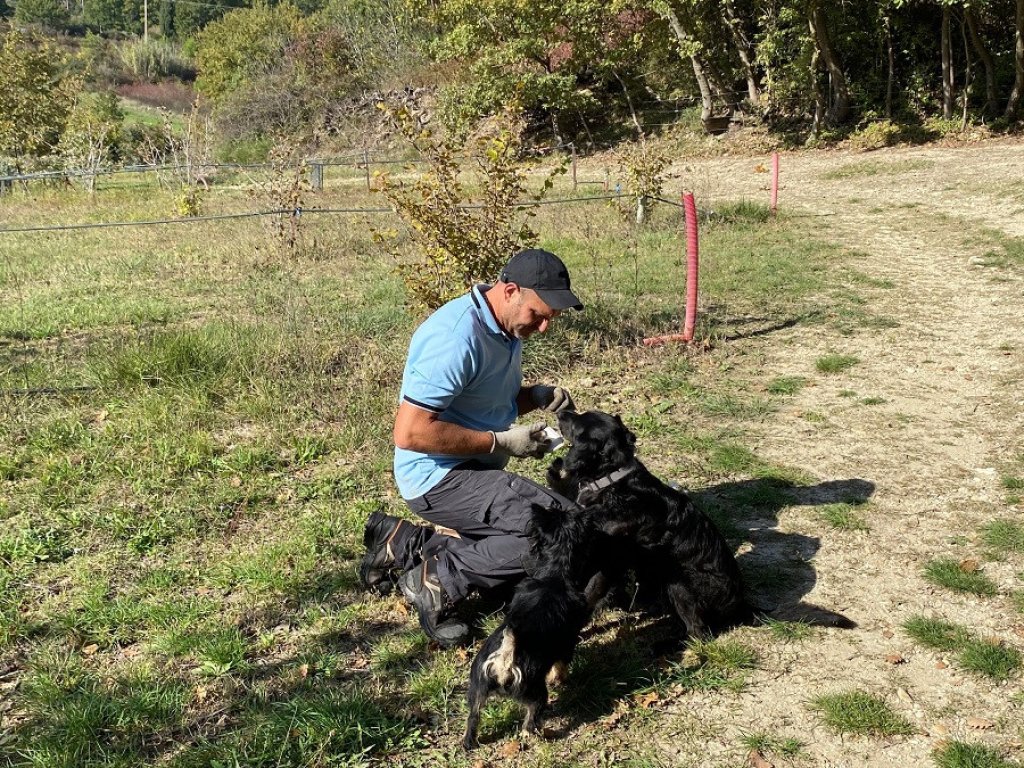 Truffle hunting dogs.