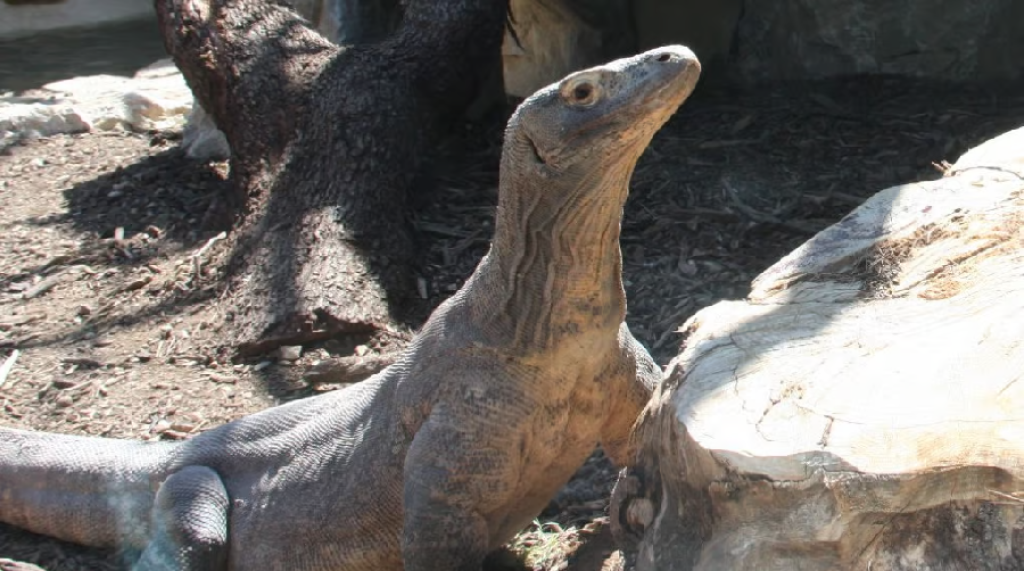 Varan de Komodo au zoo de La Barben.