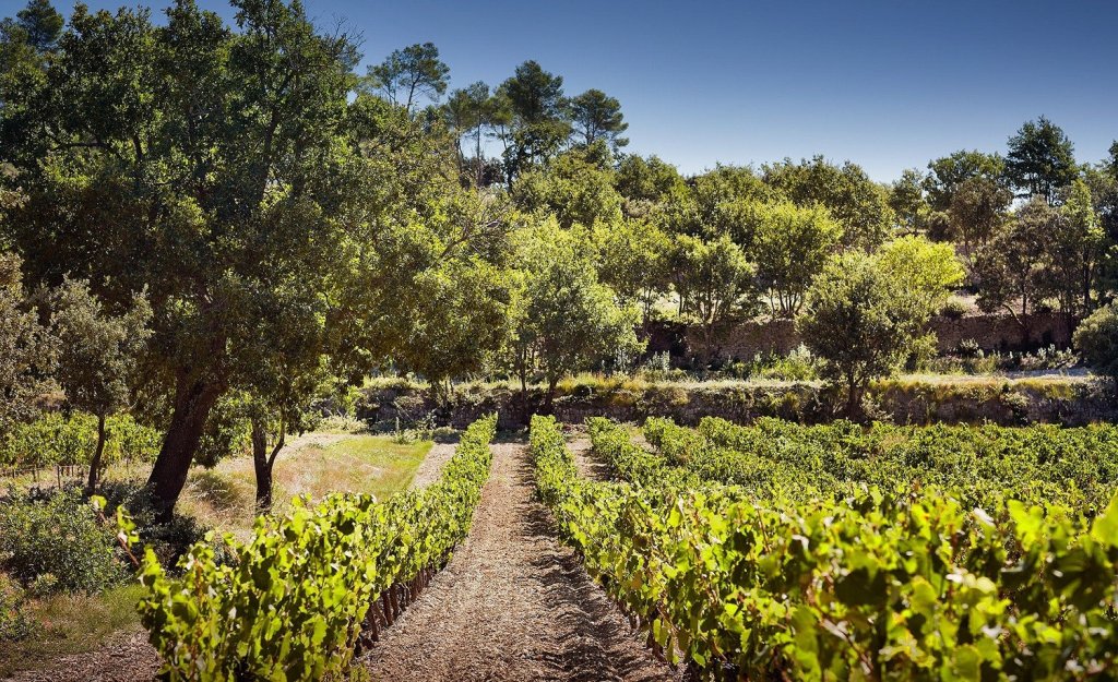 Vignes du Domaine de Fontenille &agrave; Lauris.