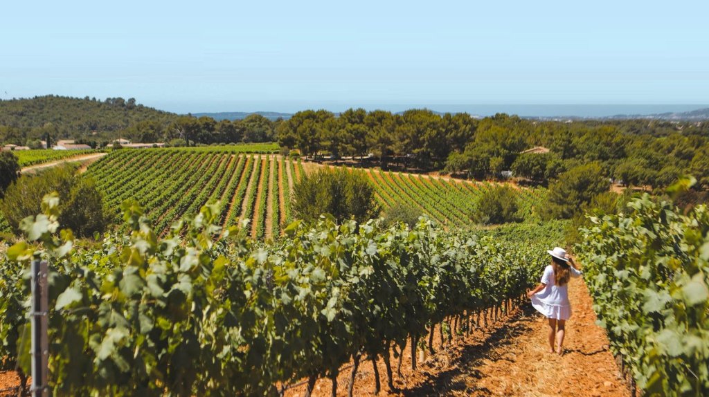 Les vins de Provence.