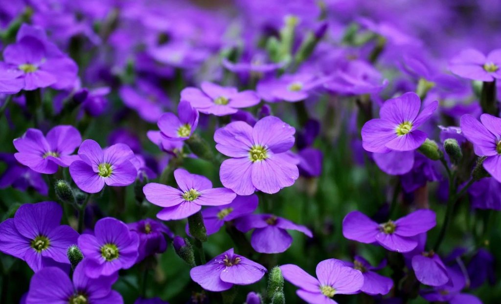 Violettes &agrave; Tourrettes sur Loup.