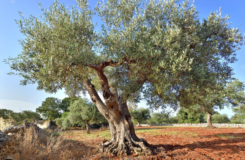 olivier en Provence.