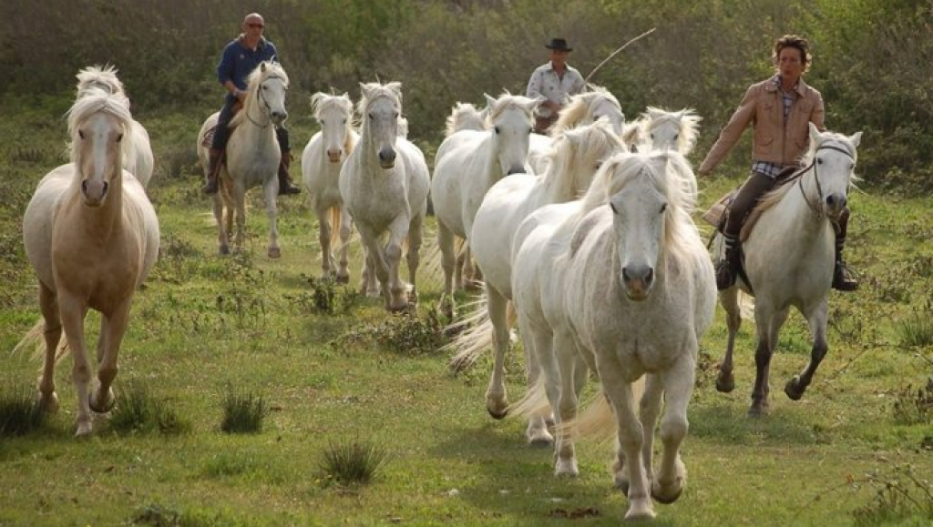 Randonnée Cheval en Provence.