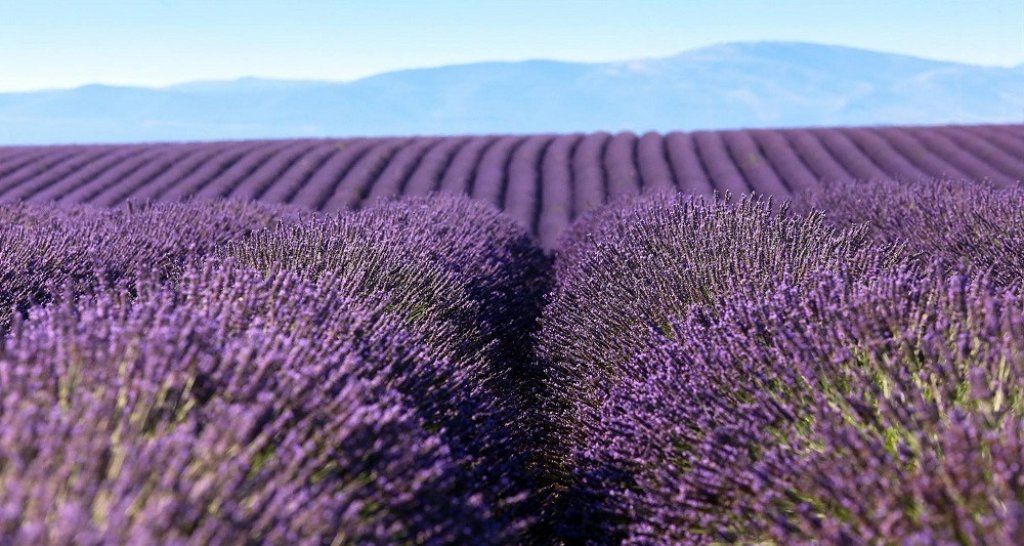 Champs de lavande &agrave; Bras d'Asse.