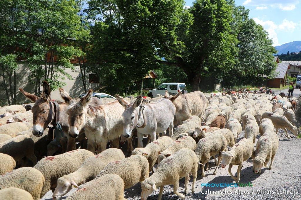 Moutons et &acirc;nes.
