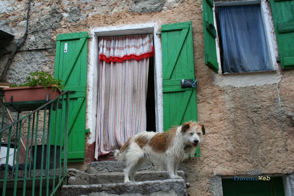 Chien devant une ancienne maison.