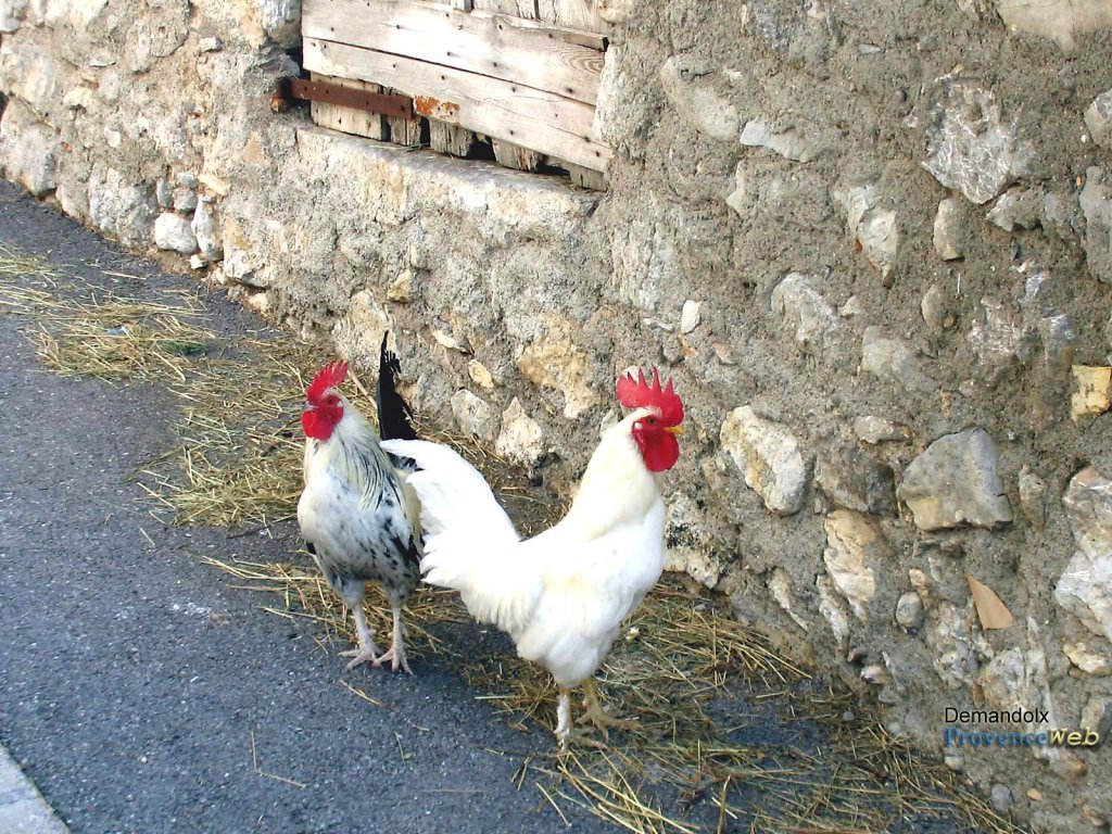 Coqs dans la rue.
