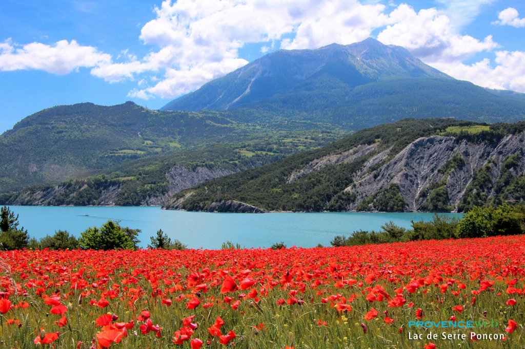 Champs de coquelicots sur le lac de Serre Pon&ccedil;on.