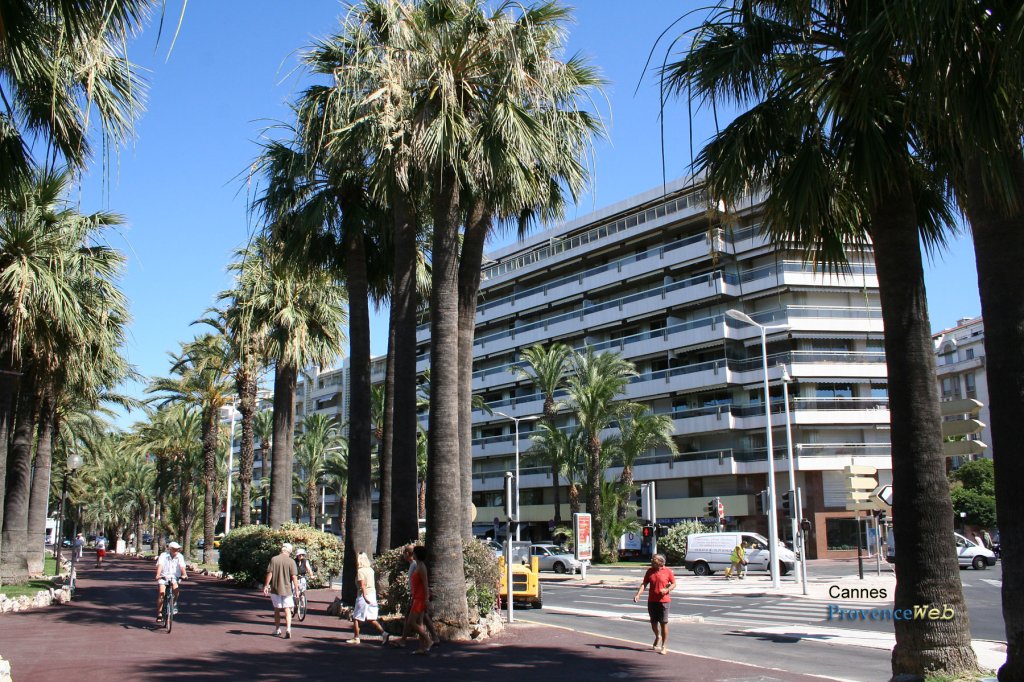 Rue de Cannes avec des palmiers.