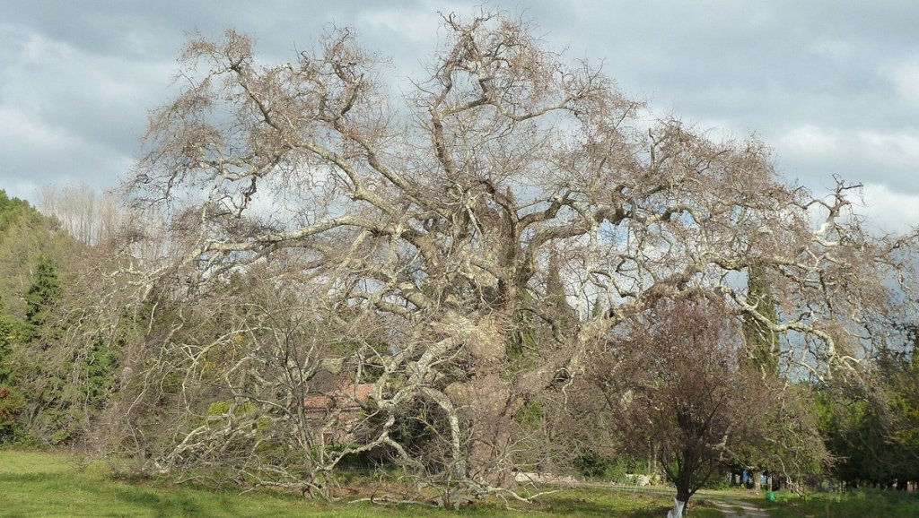 Le platane g&eacute;ant de Lamanon.