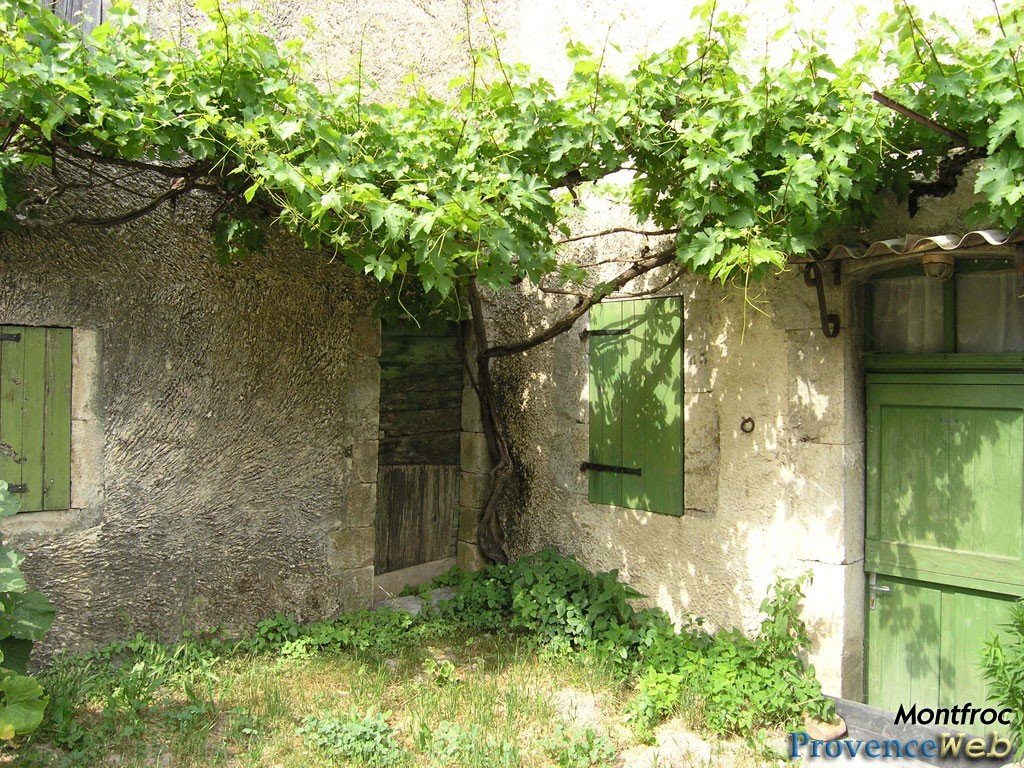 Vigne grimpante.