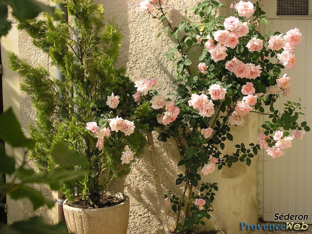 Rue fleurie.