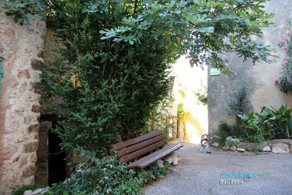 Banc public sous un figuier.