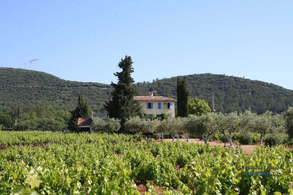 Vignoble &agrave; Besse sur Issole.
