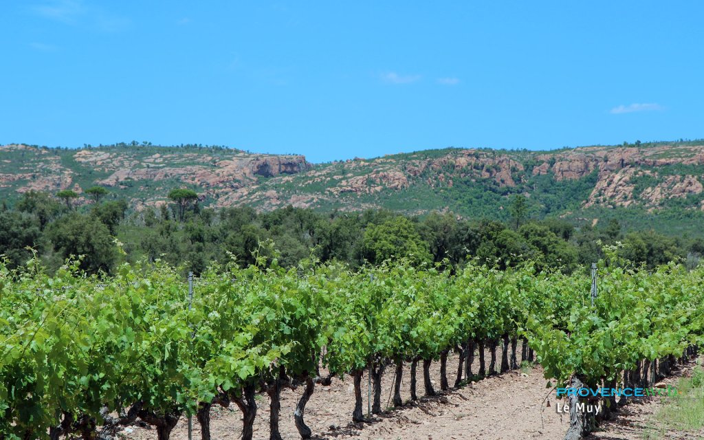 Vignoble au Muy.