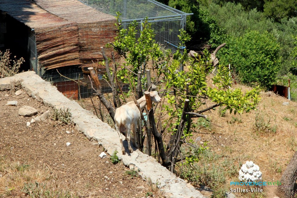 Ch&egrave;vre dans un jardin.