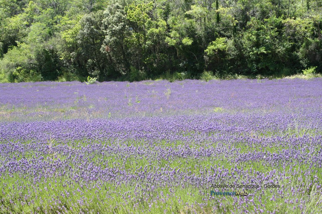 Lavandes &agrave; l'Abbaye de S&eacute;nanque.