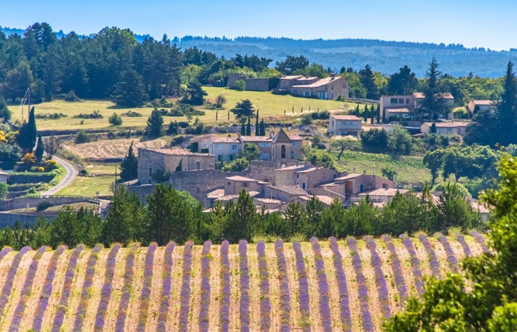 Champs de lavande &agrave; Aurel.