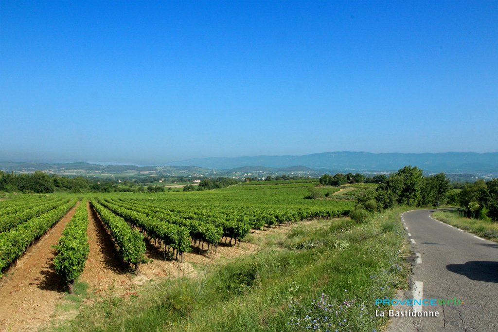 Vignoble &agrave; La Bastidonne.