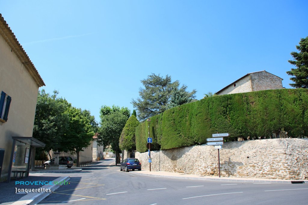 Jonquerettes dans le Vaucluse.