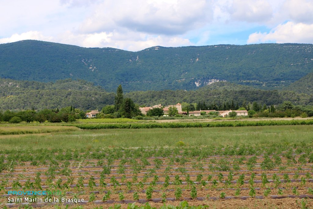 Saint Martin de la Brasque dans le Vaucluse.