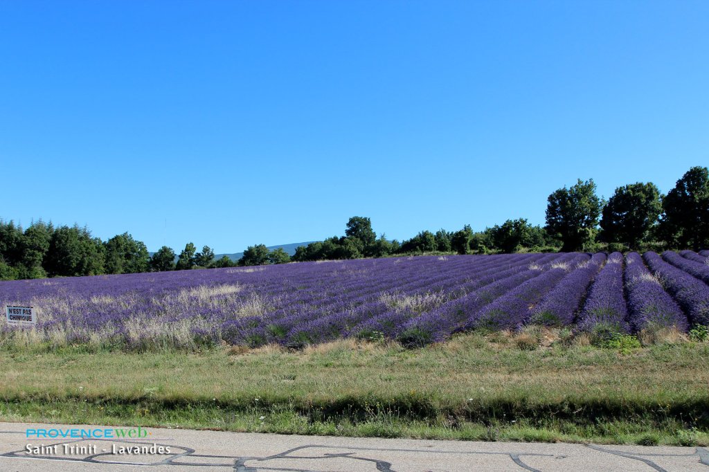 Champs de lavande &agrave; Saint Trinit.
