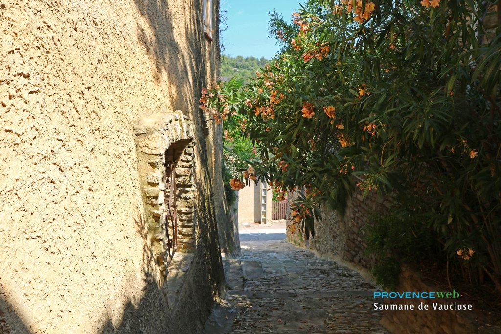 Jolie ruelle avec un laurier.