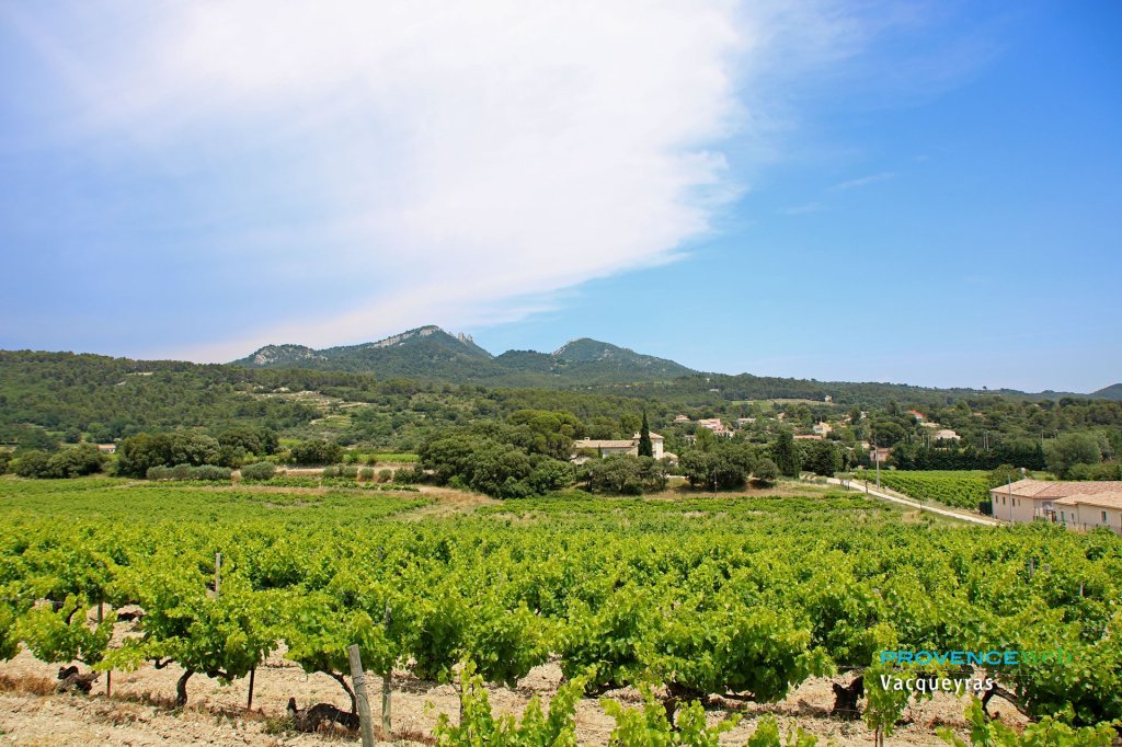 Vignobles &agrave; Vacqueyras.