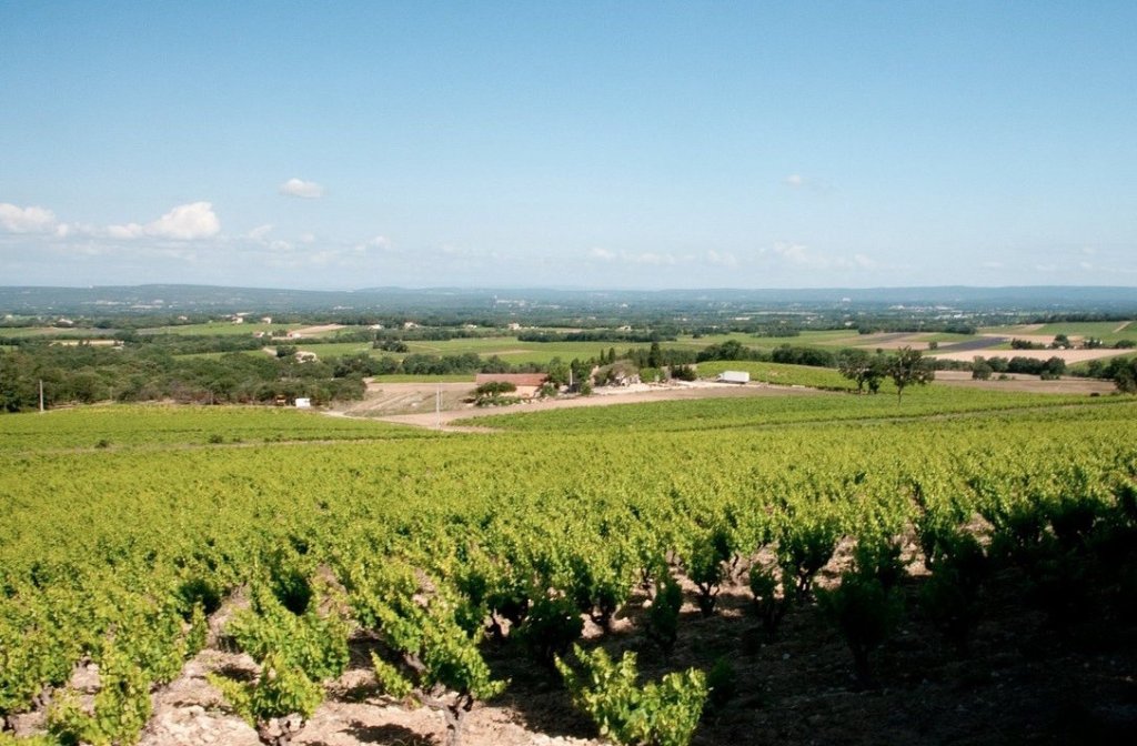 Vignoble &agrave; Visan.