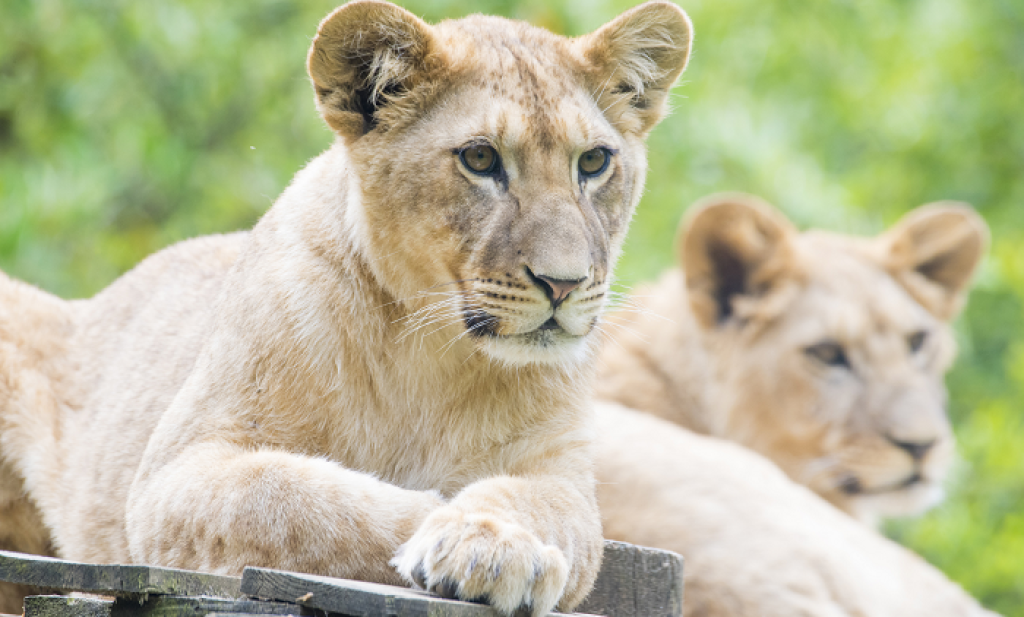 Zoo en Provence.